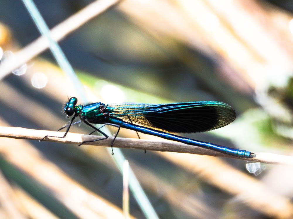 Caloptéryx éclatant Calopteryx splendens (Harris, 1780)