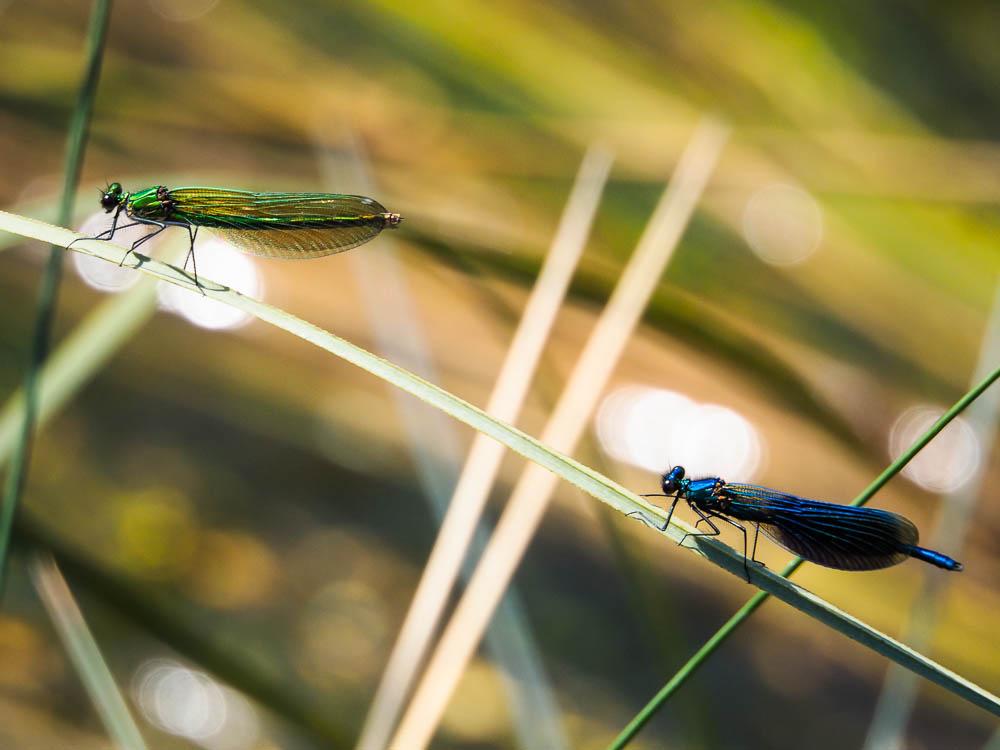 Caloptéryx éclatant Calopteryx splendens (Harris, 1780)