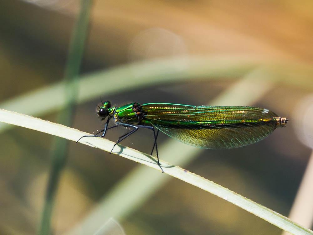 Caloptéryx éclatant Calopteryx splendens (Harris, 1780)