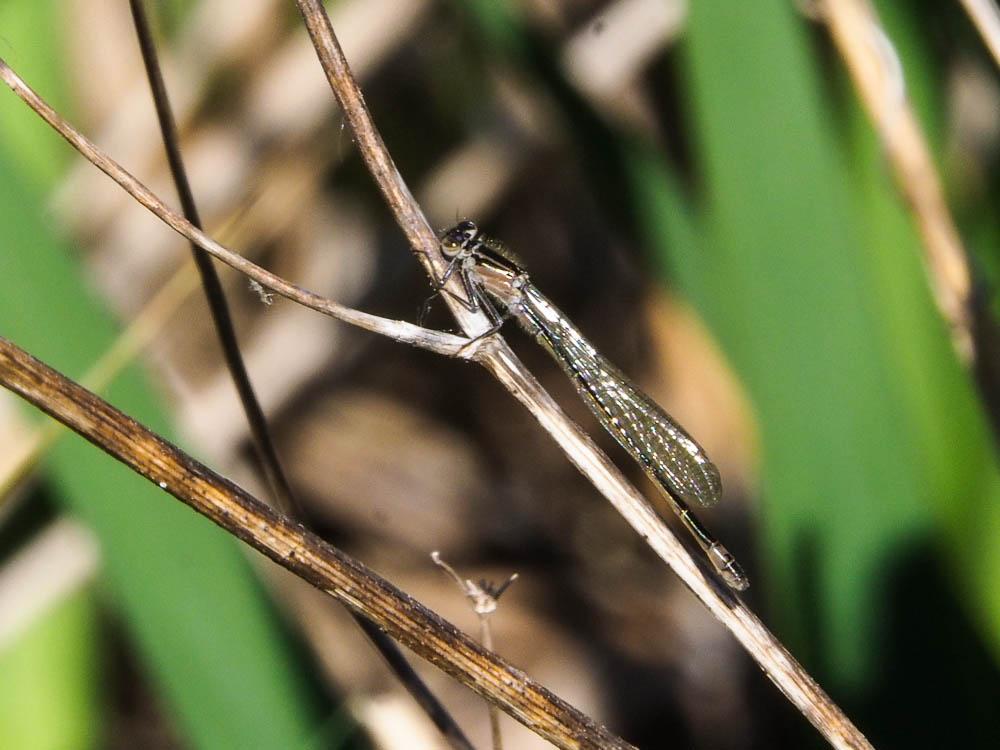 Agrion élégant Ischnura elegans (Vander Linden, 1820)