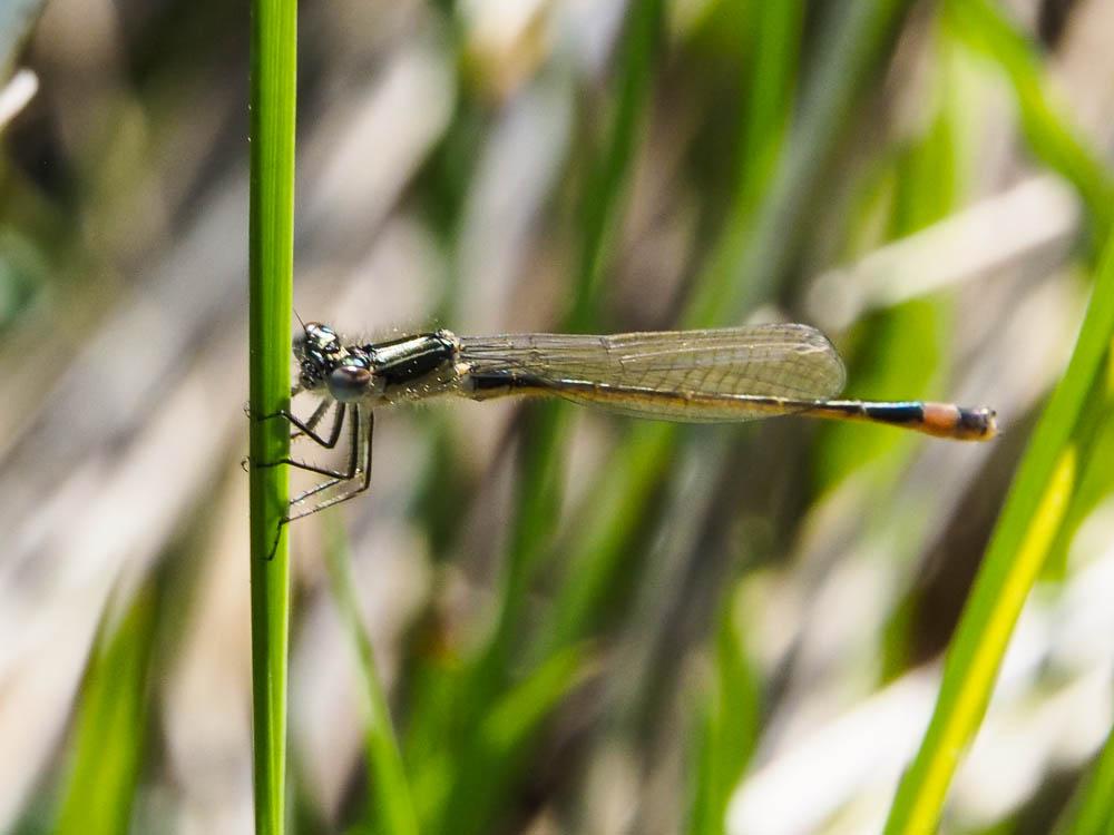 Agrion élégant Ischnura elegans (Vander Linden, 1820)