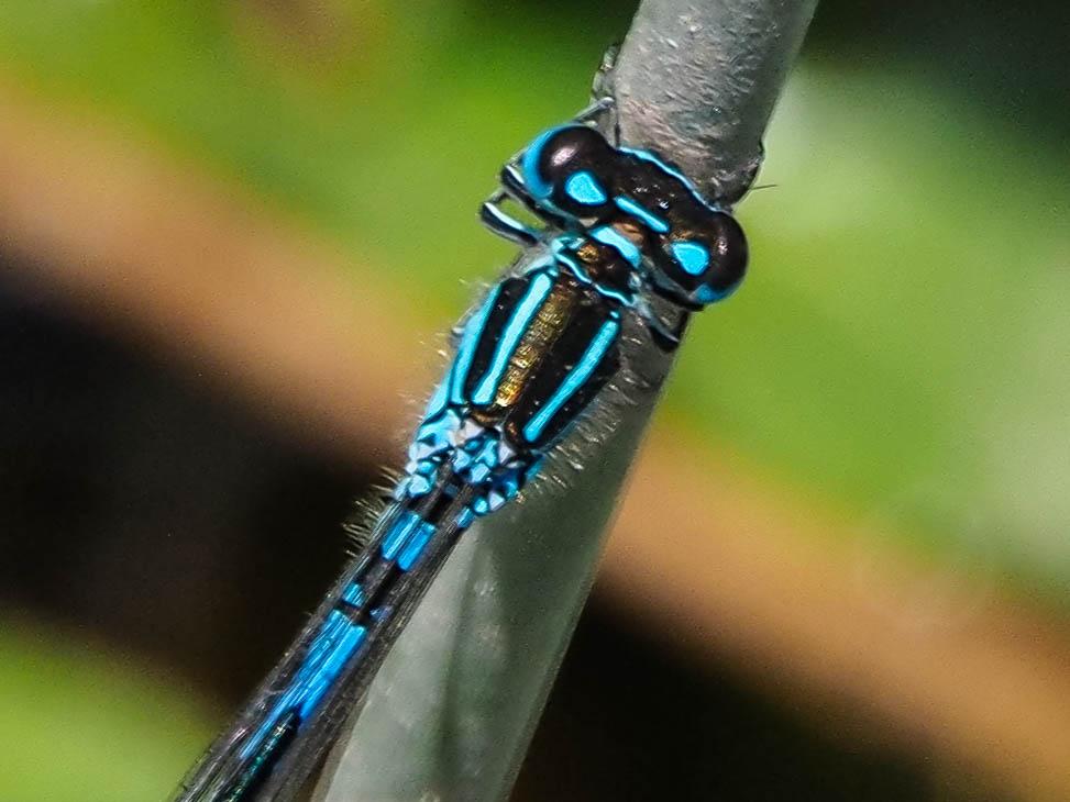 Agrion de Mercure Coenagrion mercuriale (Charpentier, 1840)