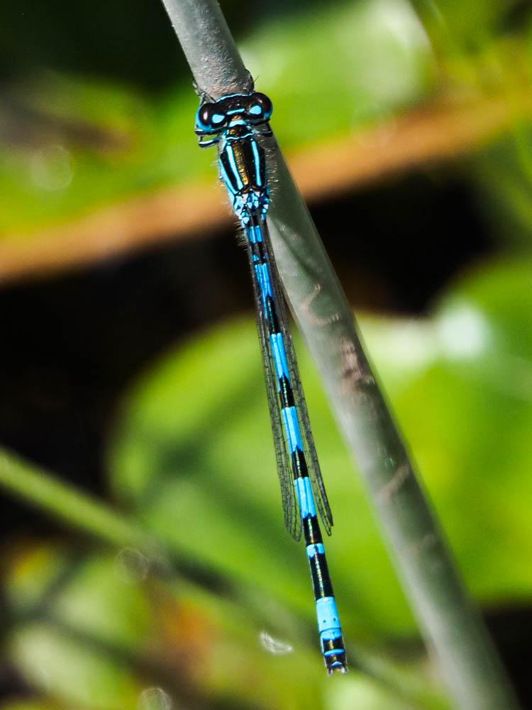 Agrion de Mercure Coenagrion mercuriale (Charpentier, 1840)
