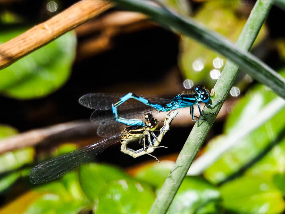 Agrion de Mercure Coenagrion mercuriale (Charpentier, 1840)