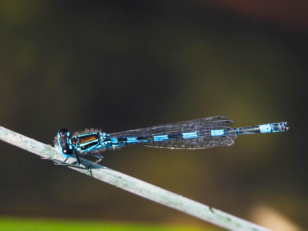 Agrion de Mercure Coenagrion mercuriale (Charpentier, 1840)