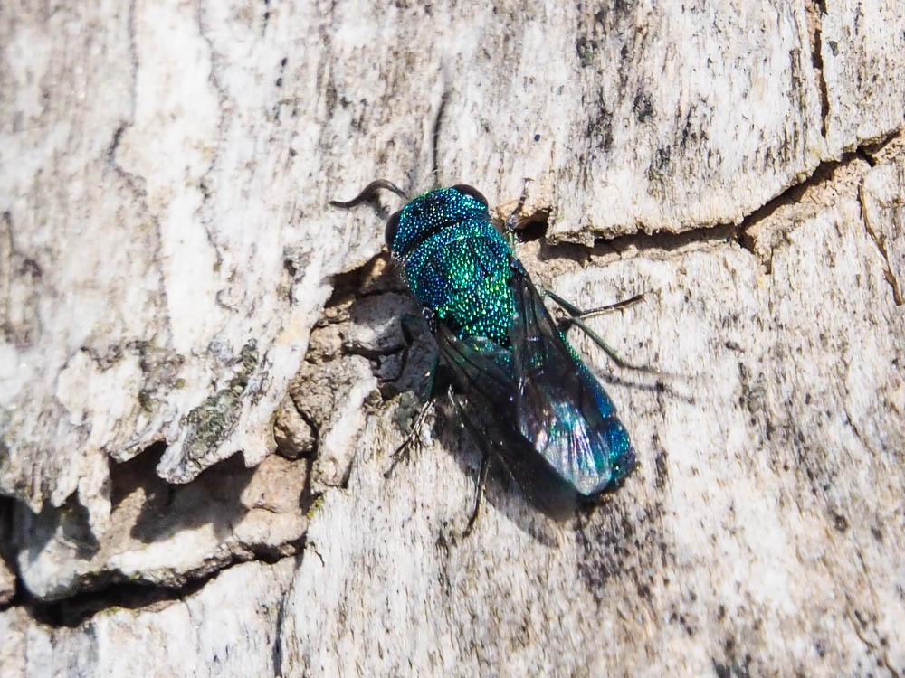  Chrysis fasciata Olivier, 1790