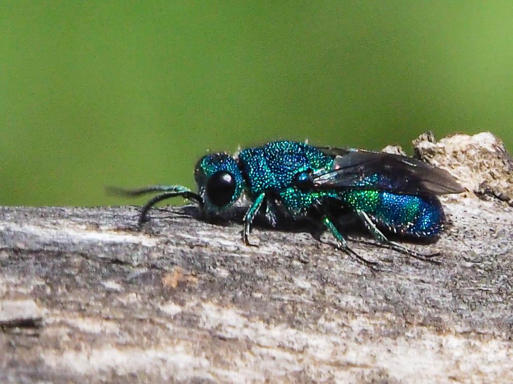 Chrysis fasciata Olivier, 1790