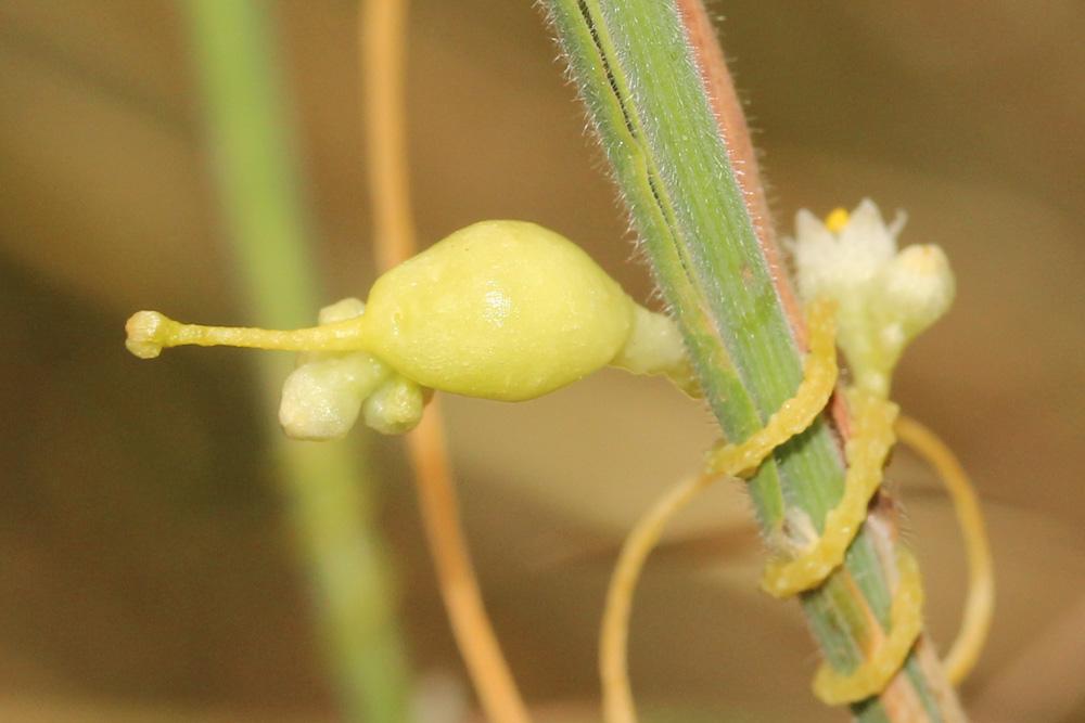 Smicronyx jungermanniae (Reiche, 1797)