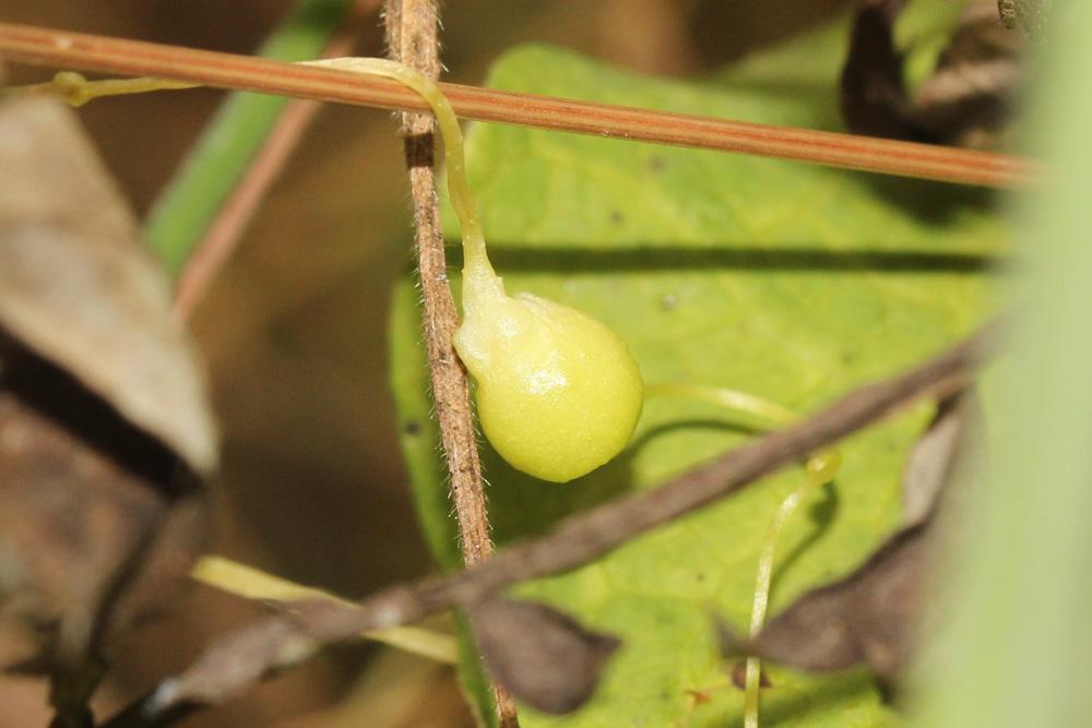  Smicronyx jungermanniae (Reiche, 1797)