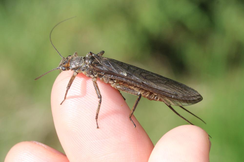 Perlidae Latreille, 1802