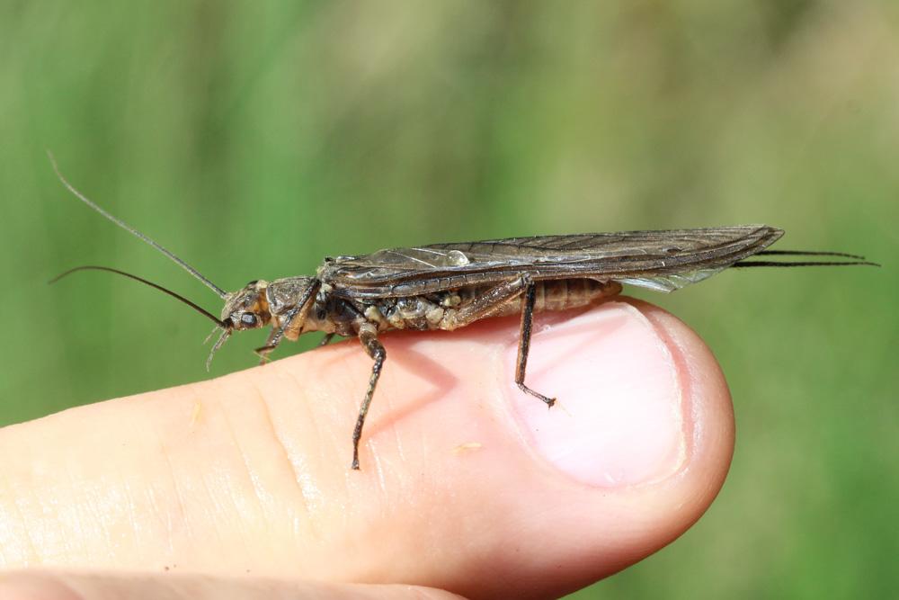 Perlidae Latreille, 1802