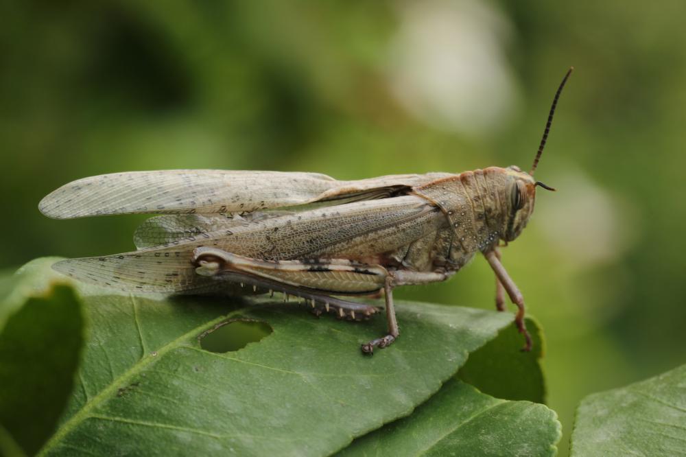 Criquet égyptien Anacridium aegyptium (Linnaeus, 1764)