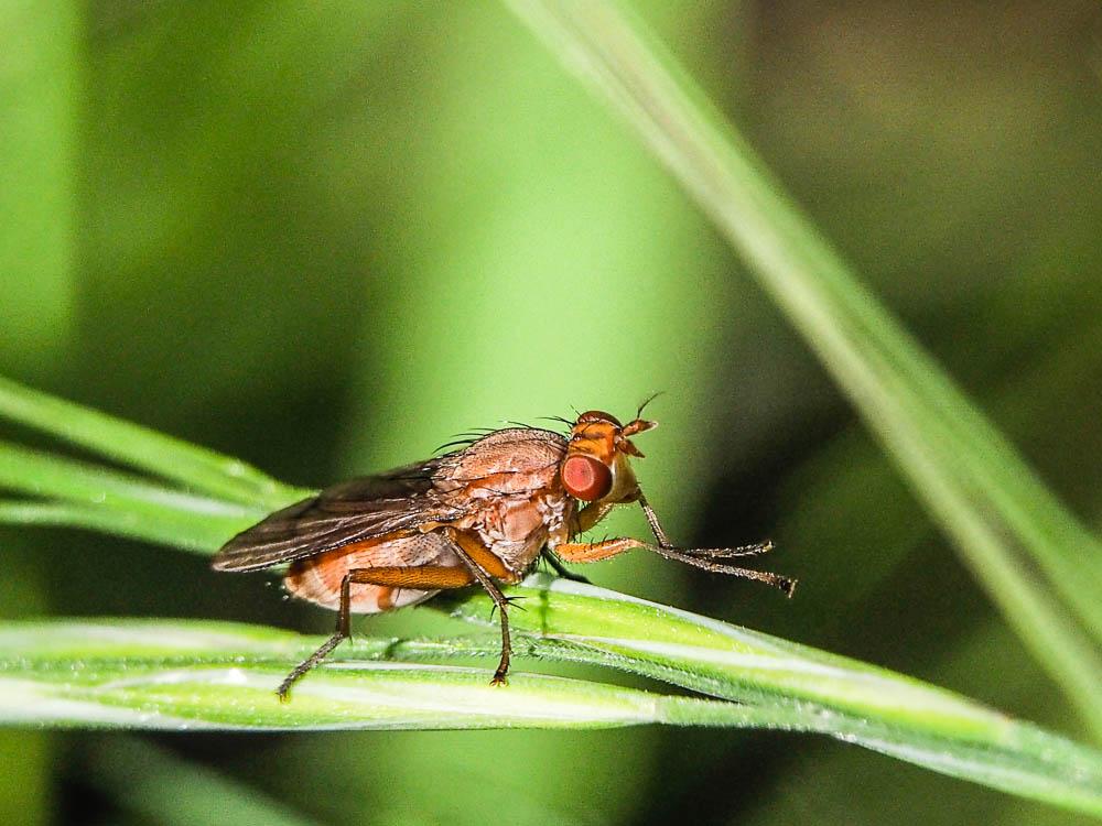  Tetanocera ferruginea Fallén, 1820
