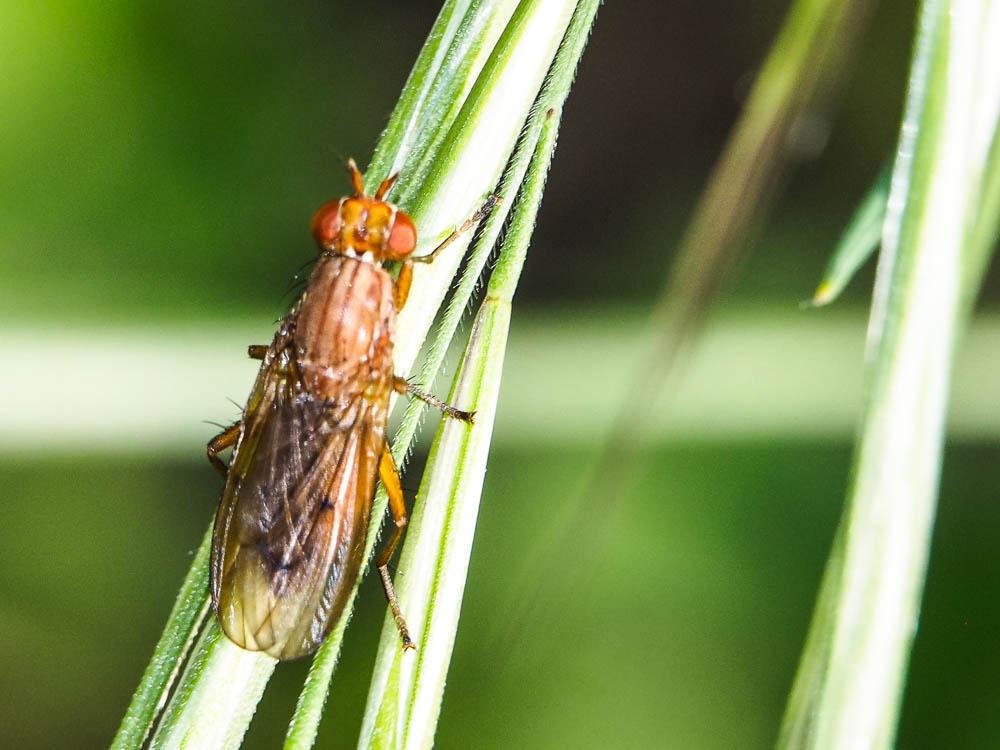  Tetanocera ferruginea Fallén, 1820