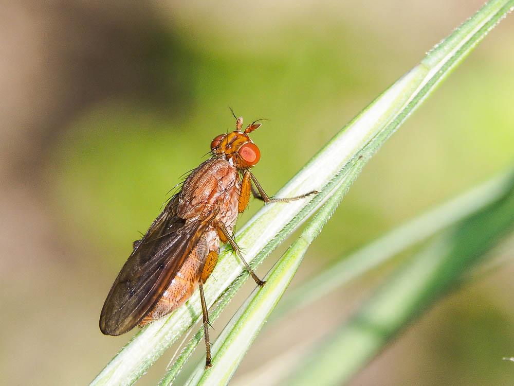  Tetanocera ferruginea Fallén, 1820