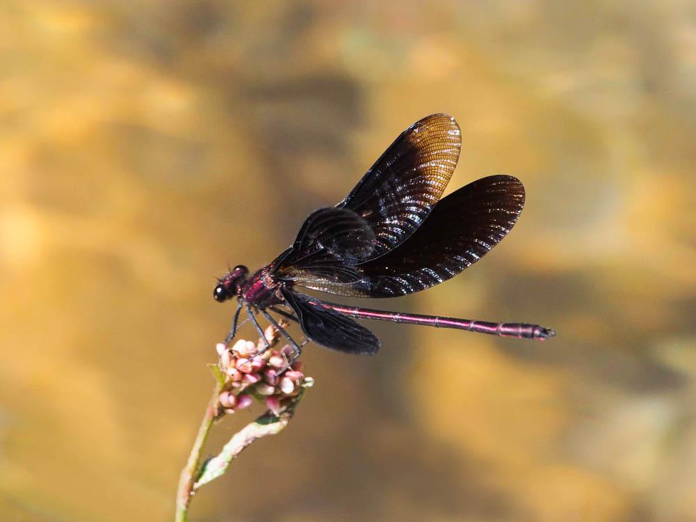 Caloptéryx hémorroïdal Calopteryx haemorrhoidalis (Vander Linden, 1825)