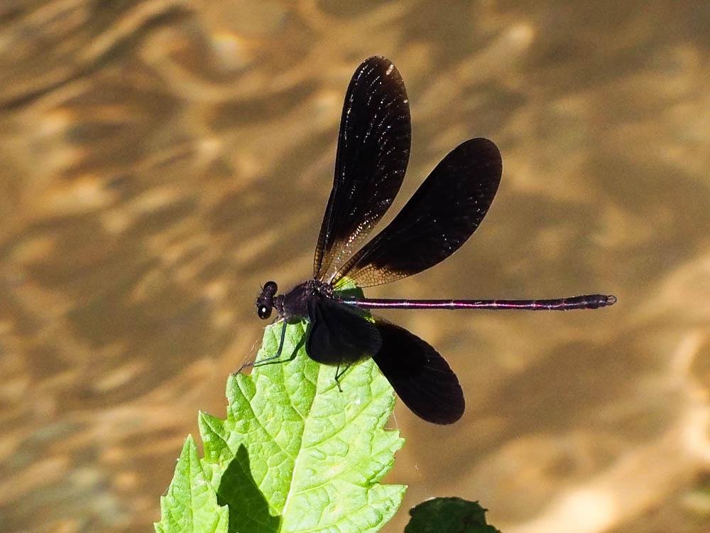 Caloptéryx hémorroïdal Calopteryx haemorrhoidalis (Vander Linden, 1825)