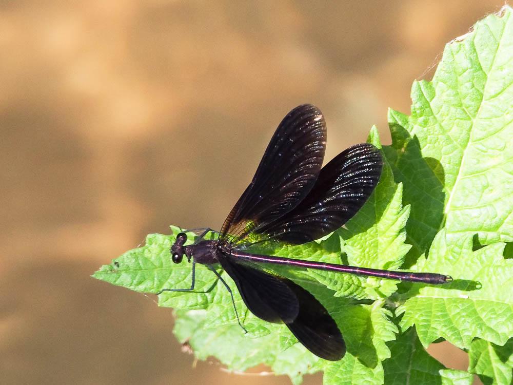 Caloptéryx hémorroïdal Calopteryx haemorrhoidalis (Vander Linden, 1825)