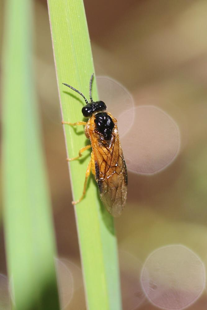 Le  sp. Selandria Leach, 1817 sp.