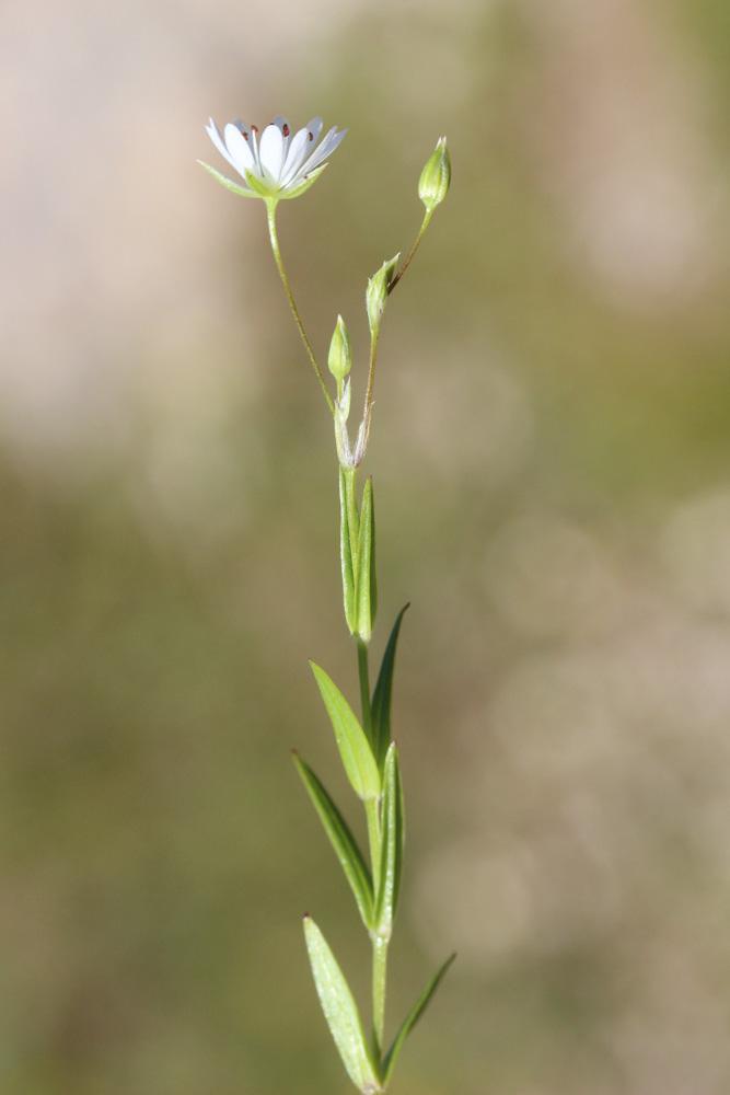 Stellaire graminée Stellaria graminea L., 1753