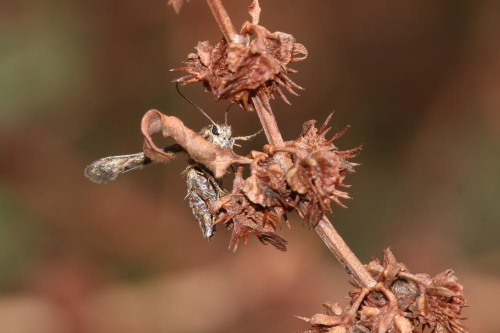 Sésie Teigne (La) Tinthia tineiformis (Esper, 1789)