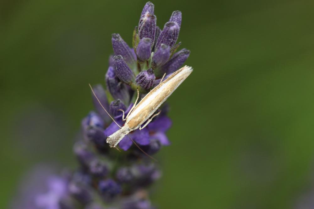 Pleurota aristella (Linnaeus, 1767)