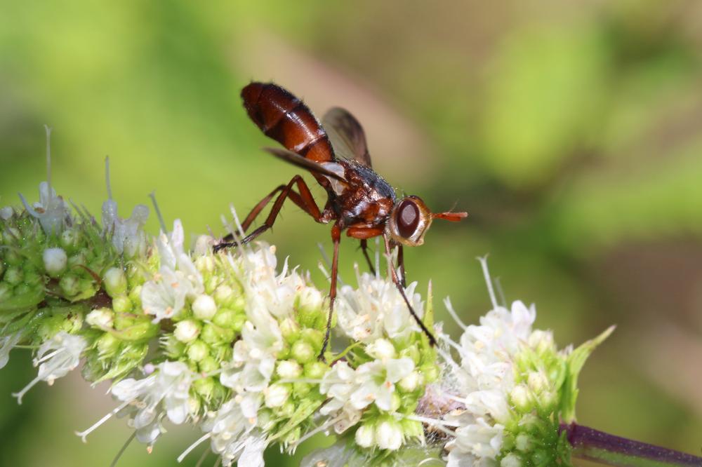  Cylindromyia rubida (Loew, 1854)