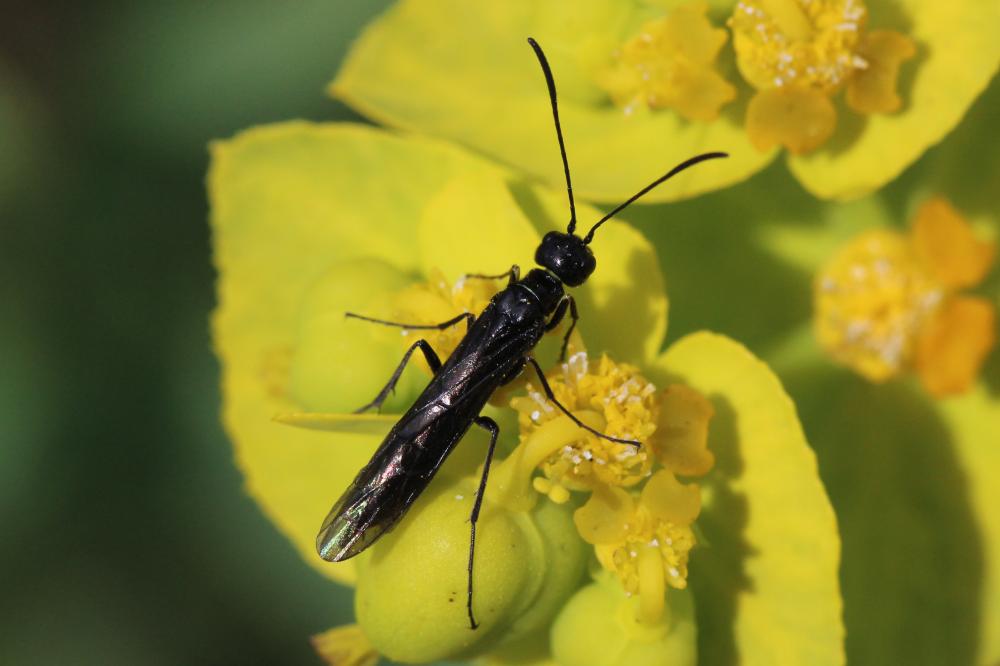 Cephidae Newman, 1834