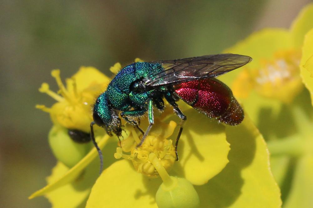 Guêpe-coucou Chrysididae Latreille, 1802