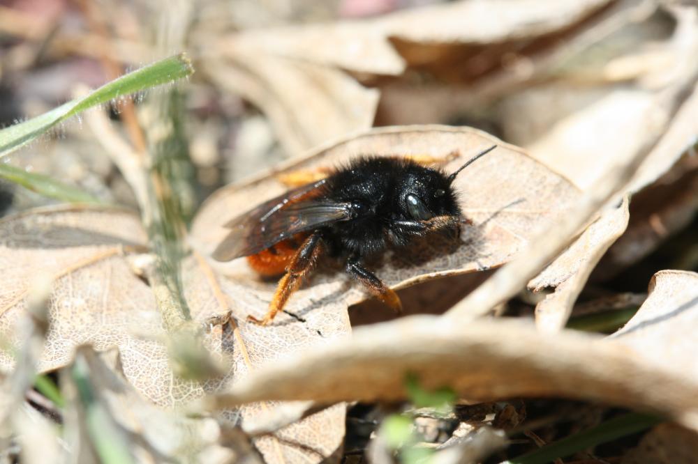  Osmia cornuta (Latreille, 1805)