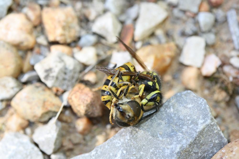 Guêpe commune Vespula vulgaris (Linnaeus, 1758)