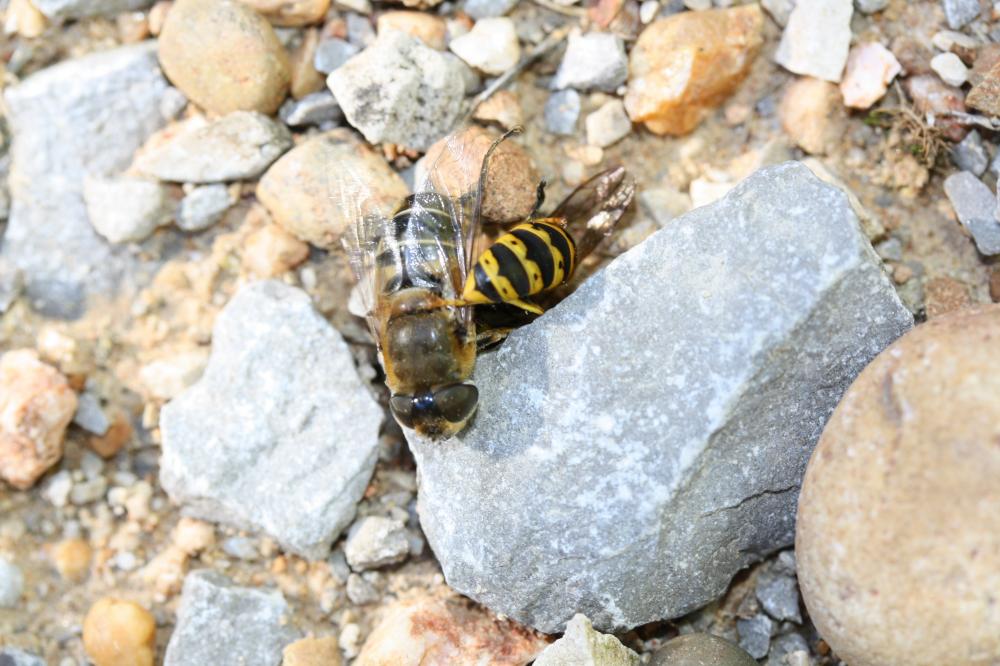 Guêpe commune Vespula vulgaris (Linnaeus, 1758)