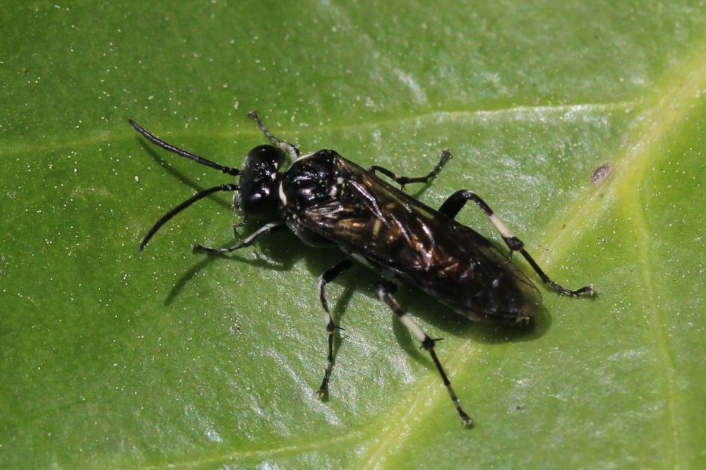 Macrophya Dahlbom, 1835