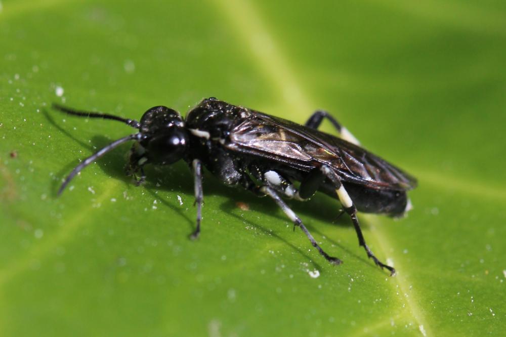  Macrophya Dahlbom, 1835