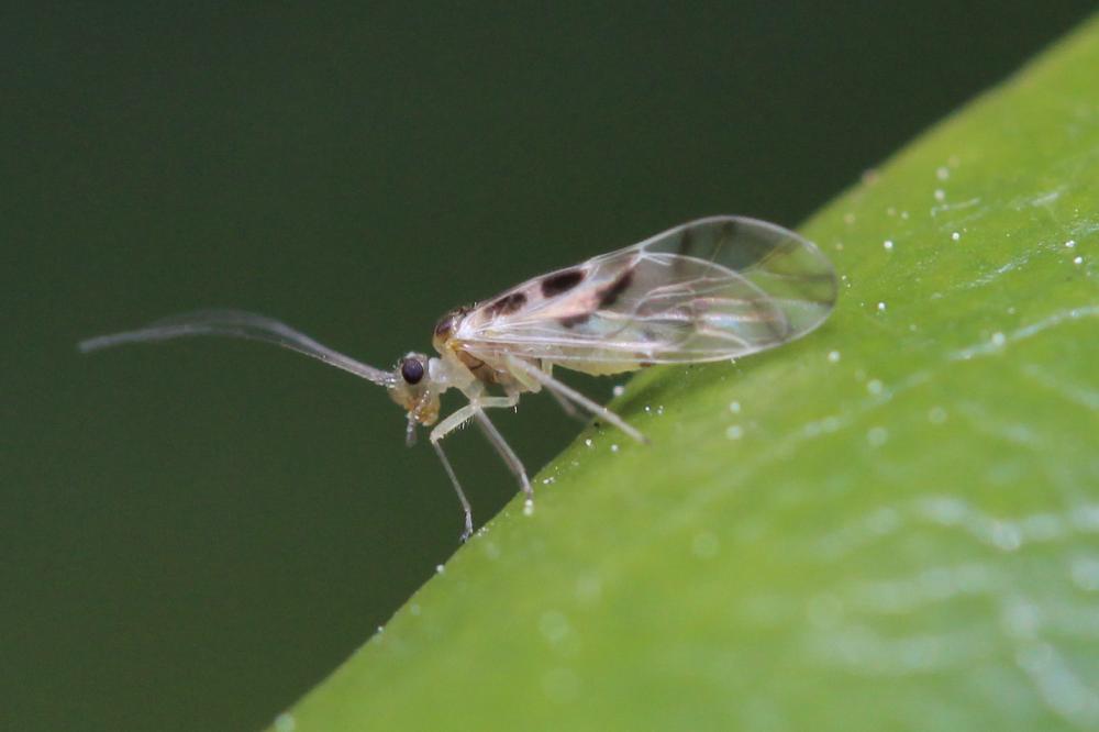  Graphopsocus cruciatus (Linnaeus, 1768)