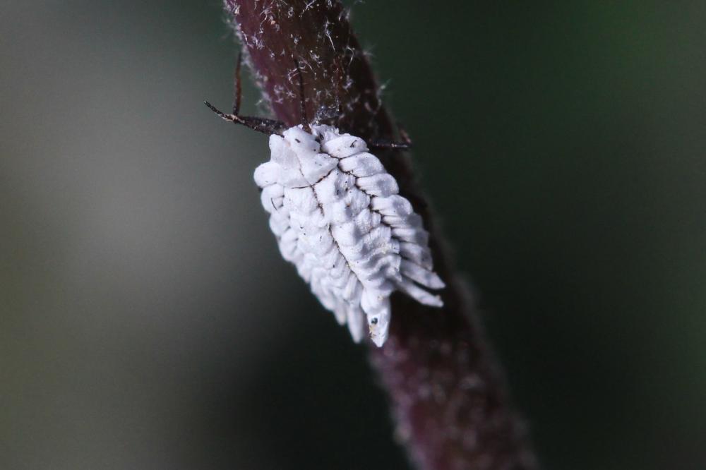  Ortheziidae Amyot & Audinet-Serville, 1843