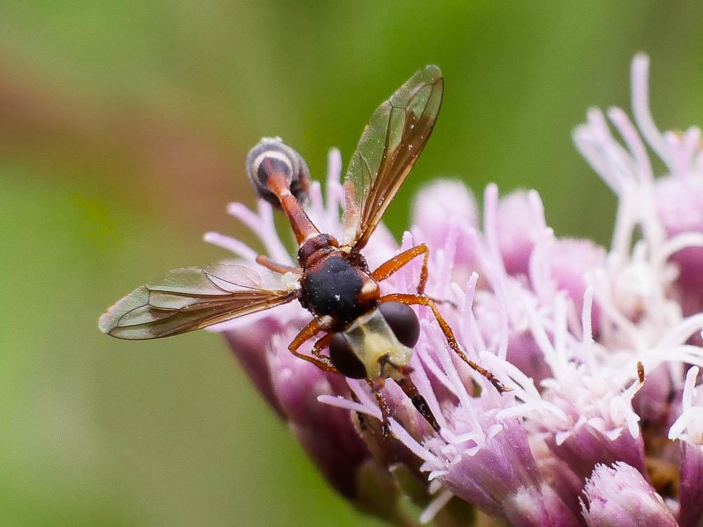  Physocephala vittata (Fabricius, 1794)