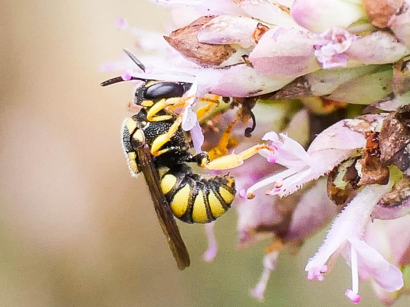  Stelis signata (Latreille, 1809)