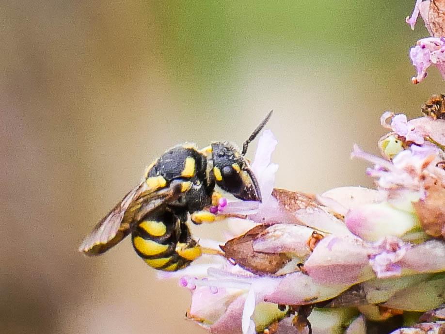  Stelis signata (Latreille, 1809)