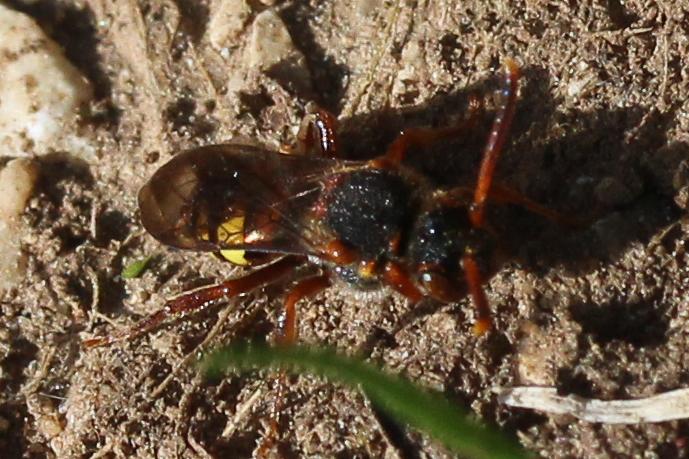 Nomada leucophthalma (Kirby, 1802)
