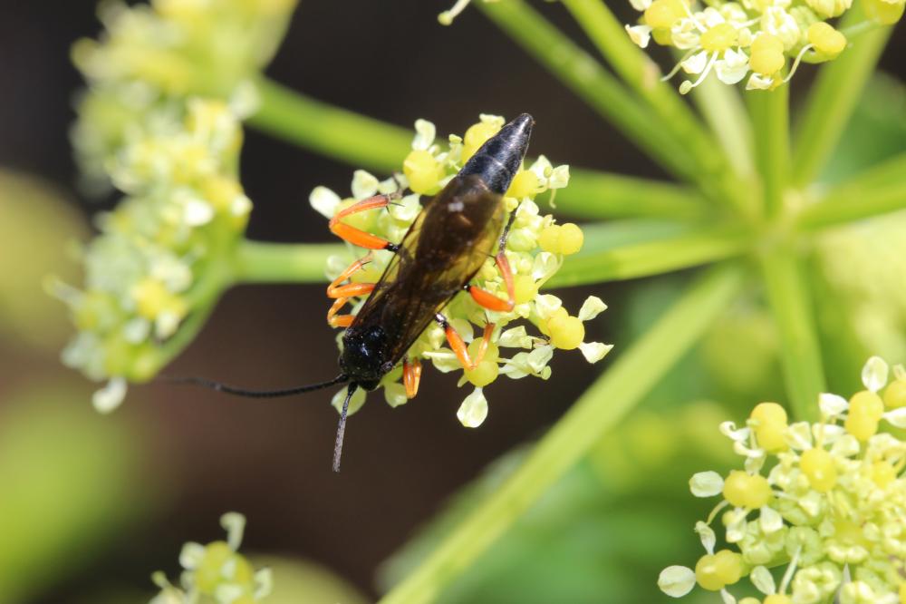 Pimpla rufipes (Miller, 1759)