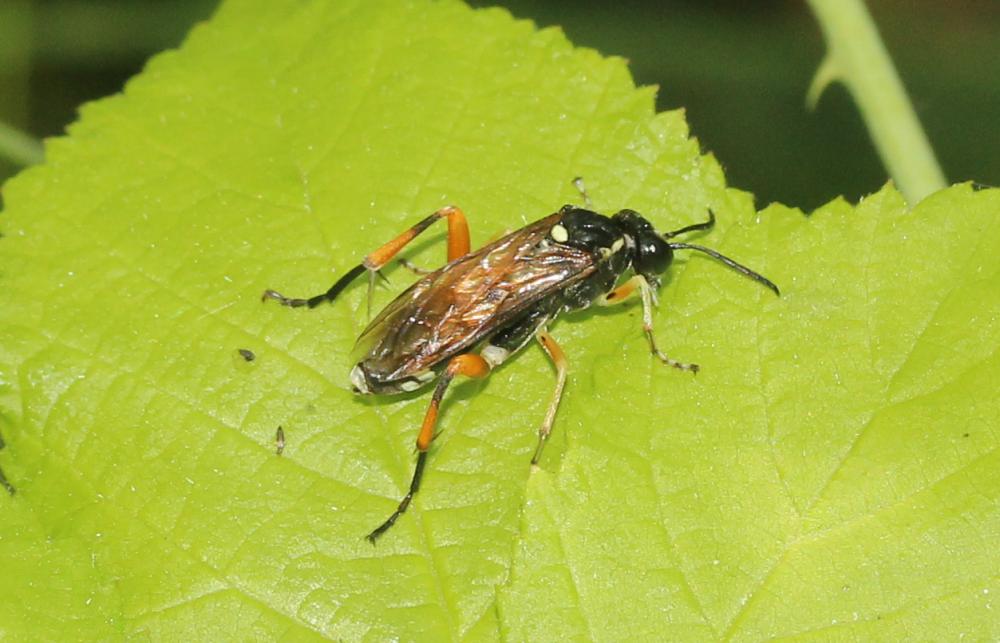 Tenthredinidae Latreille, 1903