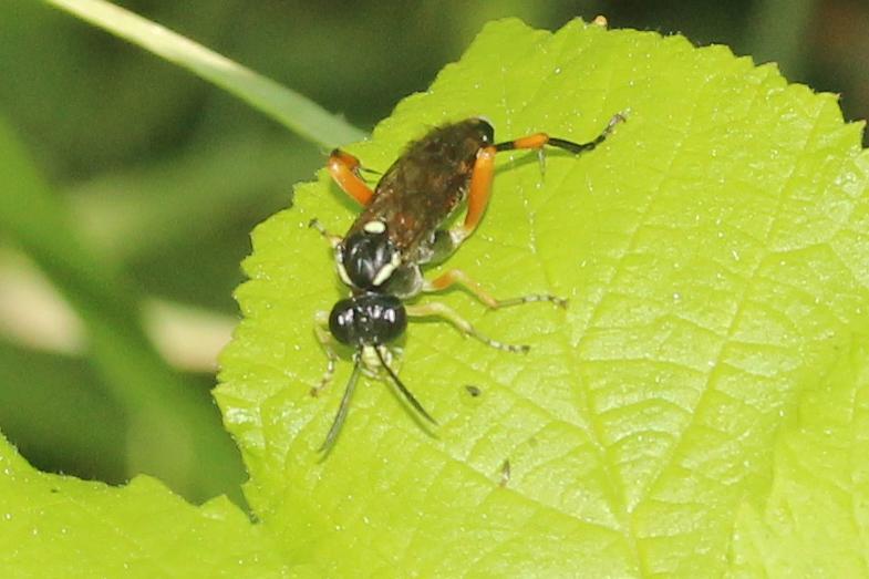 Tenthredinidae Latreille, 1903