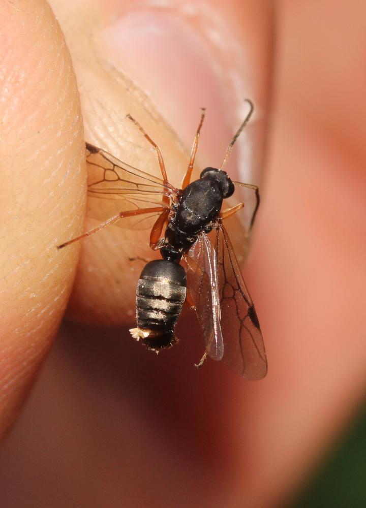  Braconidae Nees, 1811