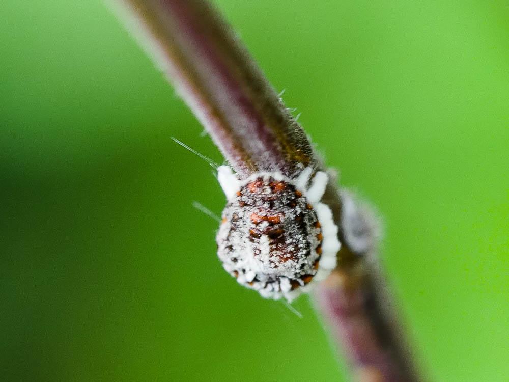 Cochenille australienne Icerya purchasi Maskell, 1879