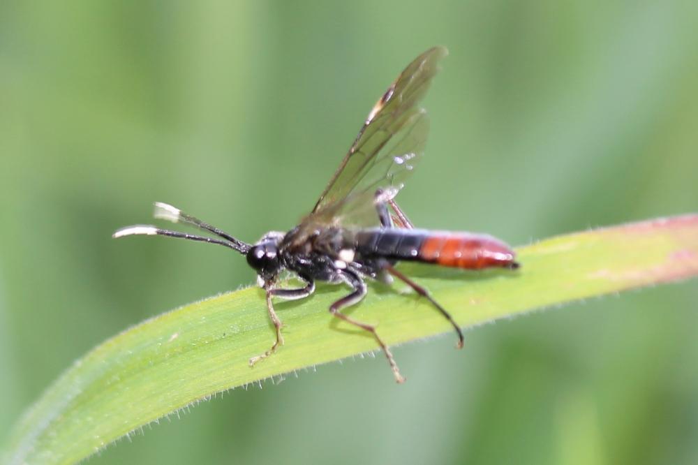 Mouche-à-scie à antennes blanches au bout Tenthredo livida Linnaeus, 1758