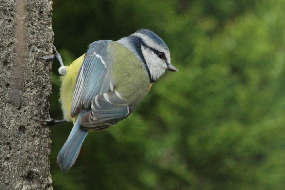 Mésange bleue Cyanistes caeruleus (Linnaeus, 1758)