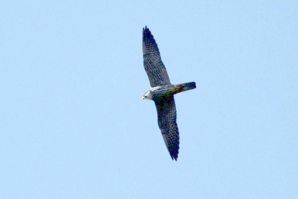 Faucon hobereau Falco subbuteo Linnaeus, 1758