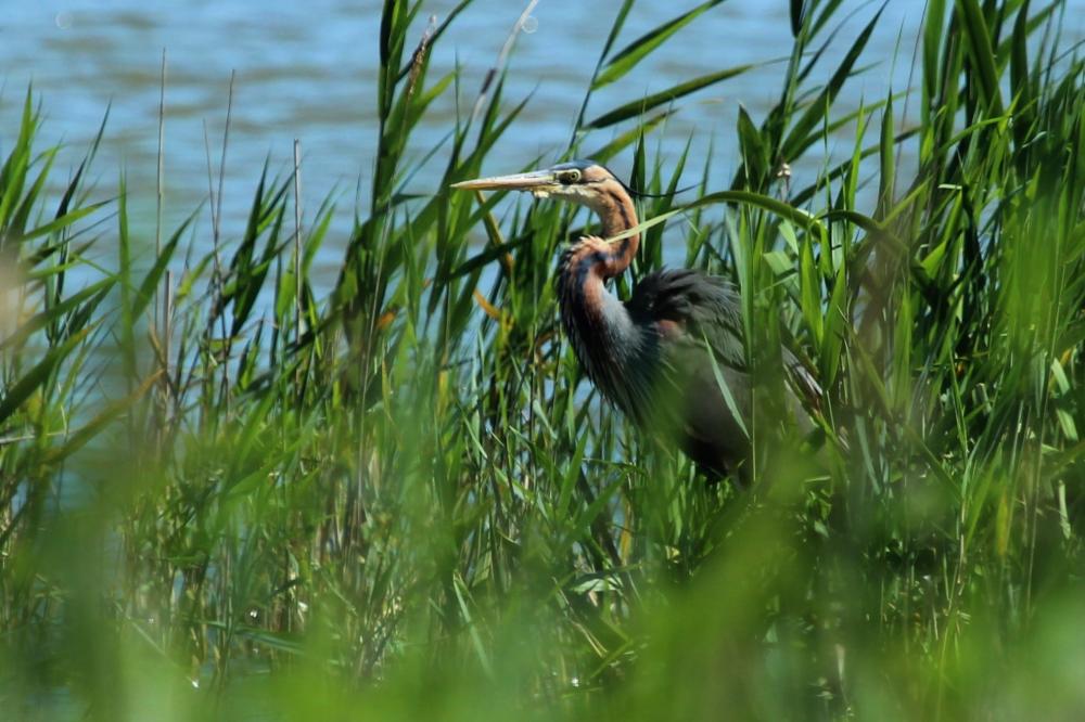 Héron pourpré Ardea purpurea Linnaeus, 1766