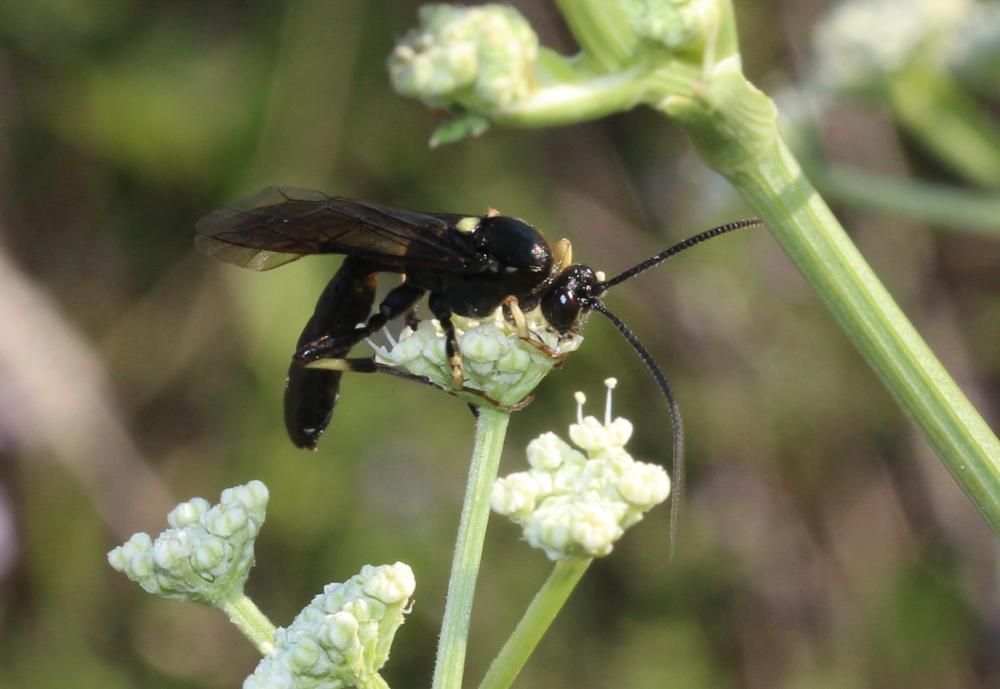Ichneumonidae Latreille, 1802